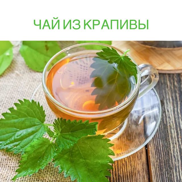 Чай из крапивы